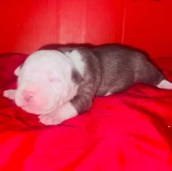Male 1st - American Pit Bull Terrier Male