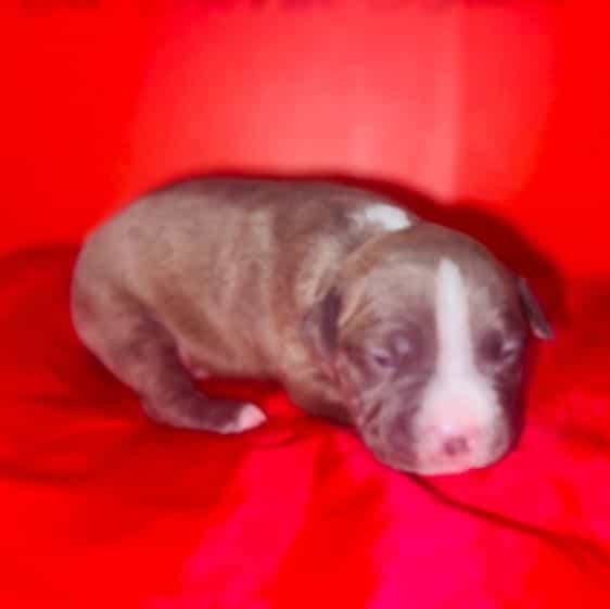 Male 4th - American Pit Bull Terrier Male