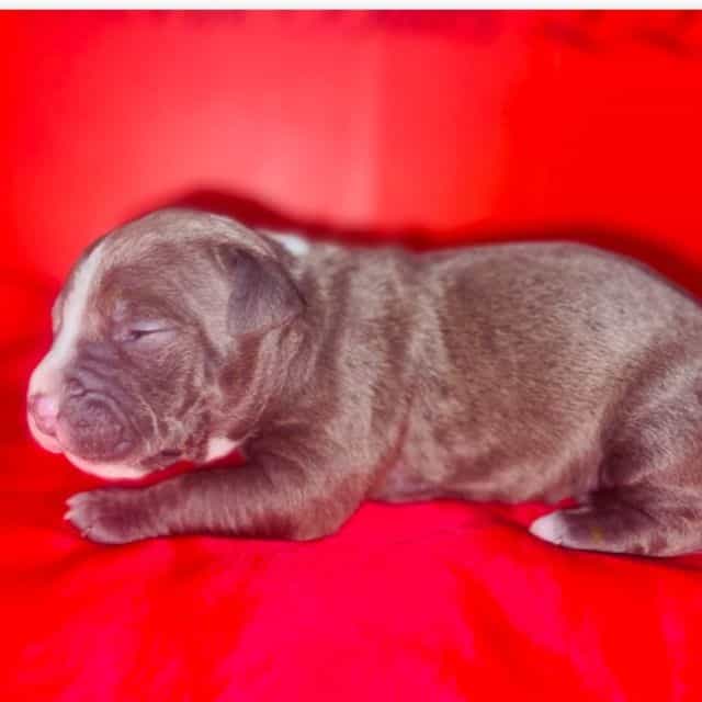 Female 1st - American Hairless Terrier Female
