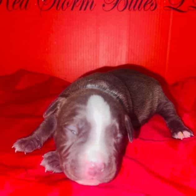 Female 2nd - American Pit Bull Terrier Female