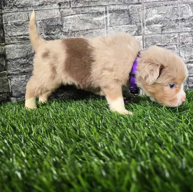Kate  - Australian Shepherd Female