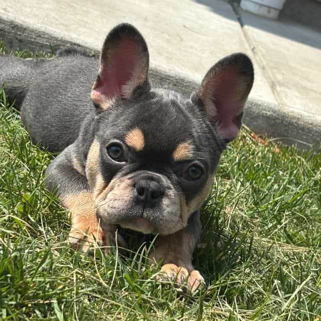 BROOKLYN - French Bulldog Female
