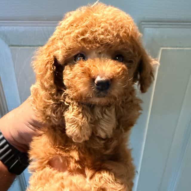 Chicken nugget - Toy Poodle Male