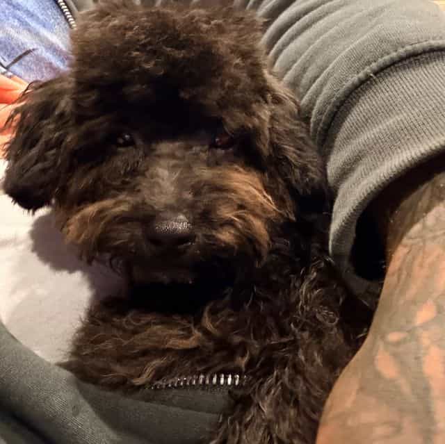 Mighty Mouse  - Toy Poodle Male