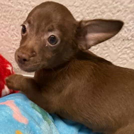 Buster - Chihuahua Male