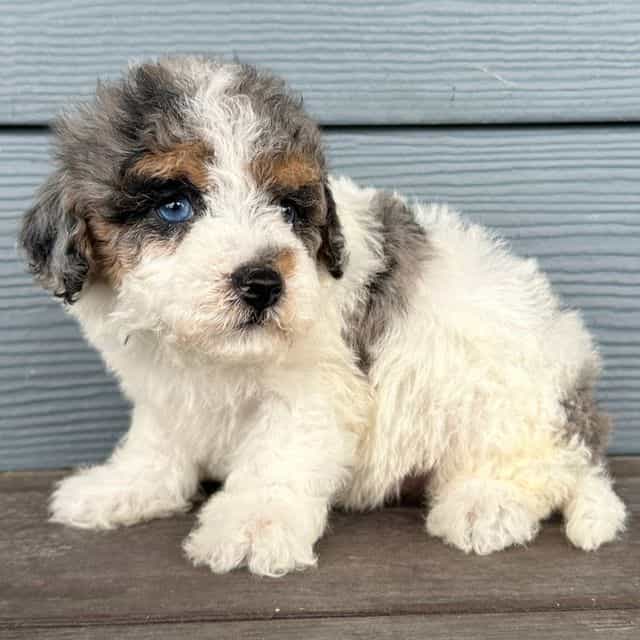 Smudge - Cavapoo Male