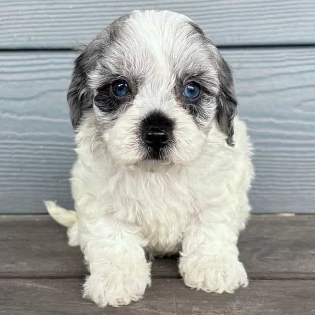 Soot - Cavapoo Female