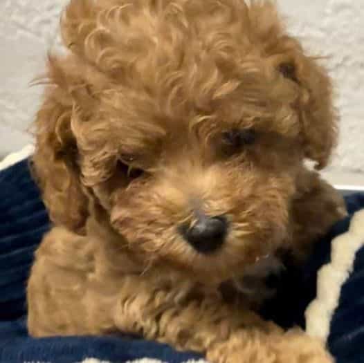 Royce - Toy Poodle Male