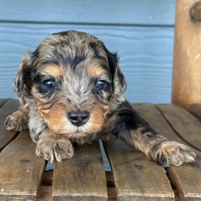 Sketch - Cavapoo Male
