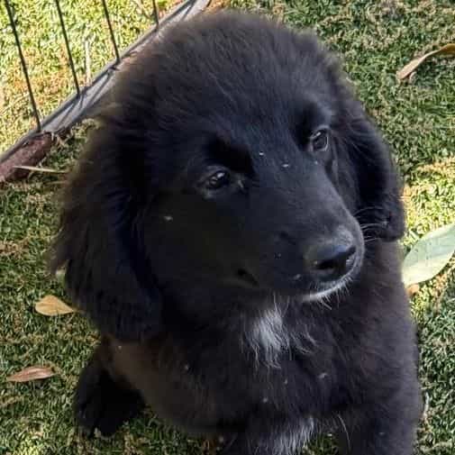 Libby - Aussiedoodle Female