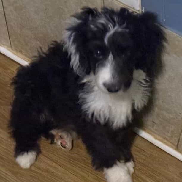 Logan - Aussiedoodle Male