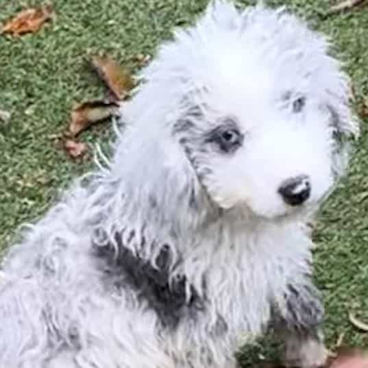 Lester - Aussiedoodle Male