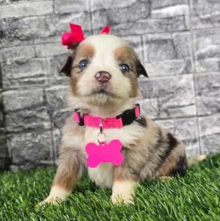 Kara - Australian Shepherd Female