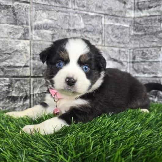 Khole - Australian Shepherd Female