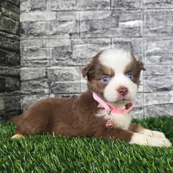 Layla - Australian Shepherd Female