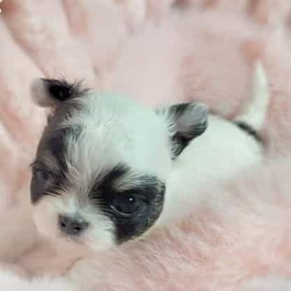 Cookie - Chihuahua Female