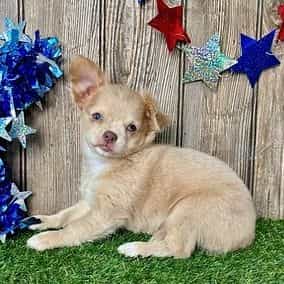 Kelsie - Chihuahua Female