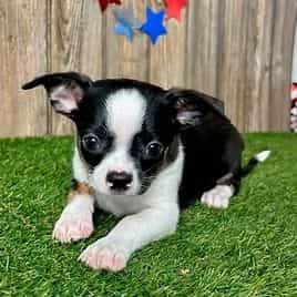 Kade - Chihuahua Male