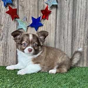 Kobe - Chihuahua Male