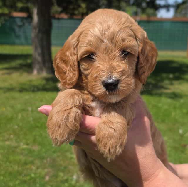 Sarge- mini - Goldendoodle Male