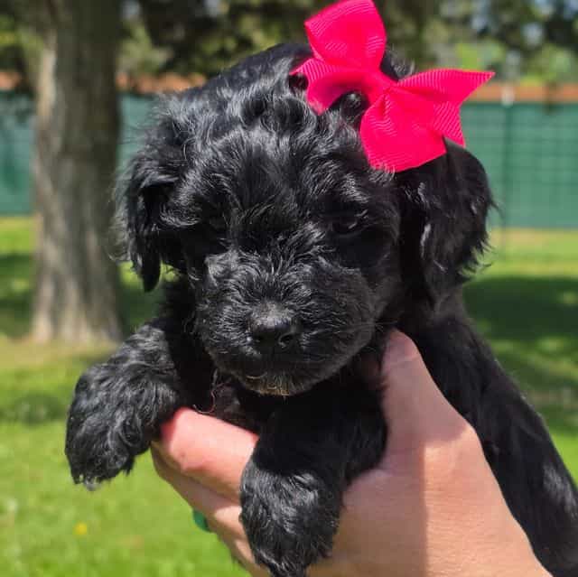 Onyx- mini - Goldendoodle Female