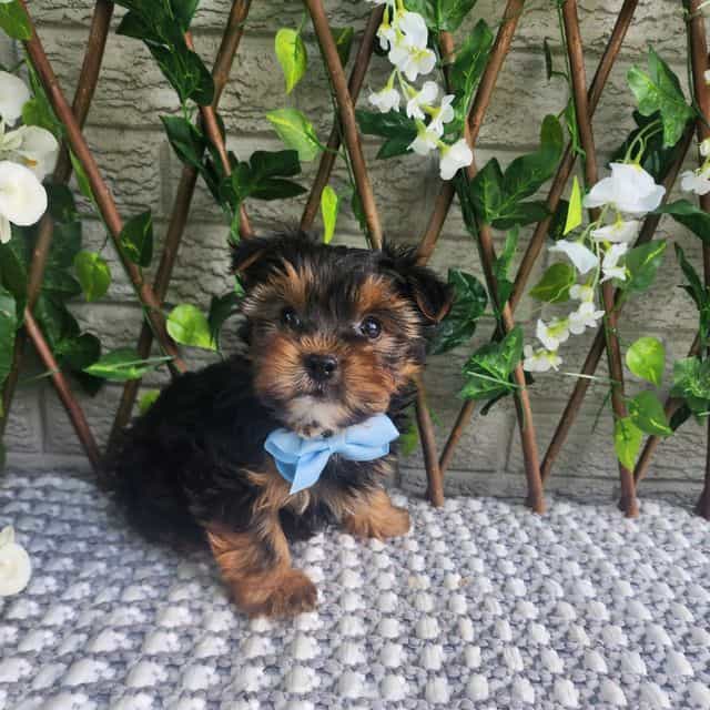 Neeko - Morkie Male