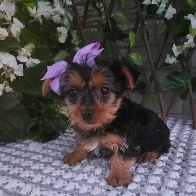 Sadie - Yorkshire Terrier Female