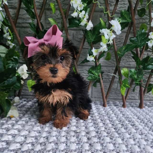 Bitsy - Yorkshire Terrier Female