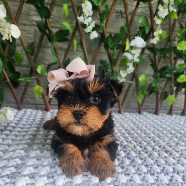 Pippy - Morkie Female