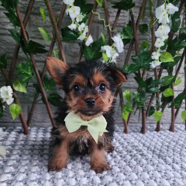 Baxter - Yorkshire Terrier Male