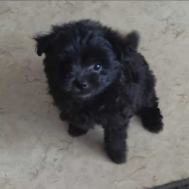 Raven - Pomapoo Female