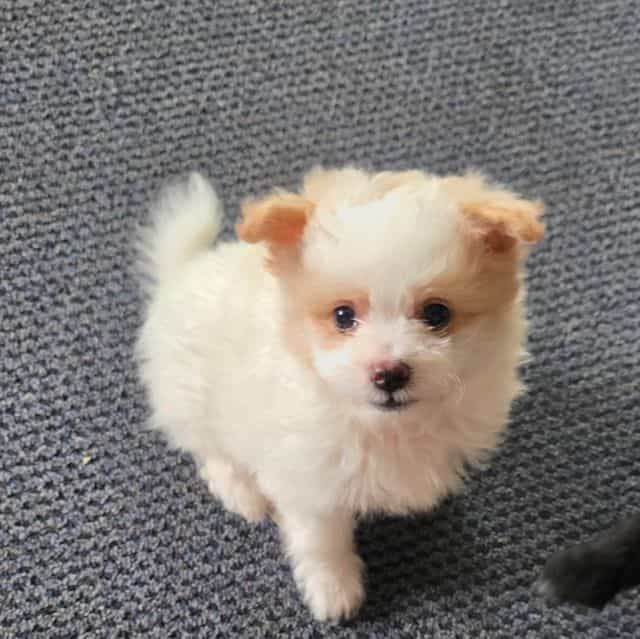 Mikey - Pomapoo Male