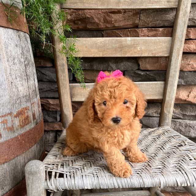Jacy - Toy Poodle Female