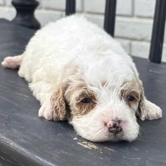 Lina - Goldendoodle Female