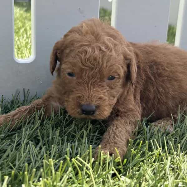 Kenny - Goldendoodle Male