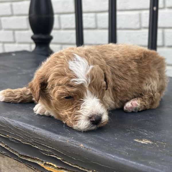 Daniel - Goldendoodle Male