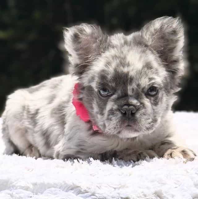 DOTTIE Fluffy - French Bulldog Female