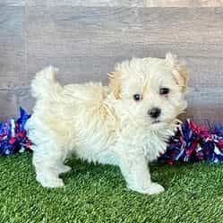 Mack - Maltipoo Male