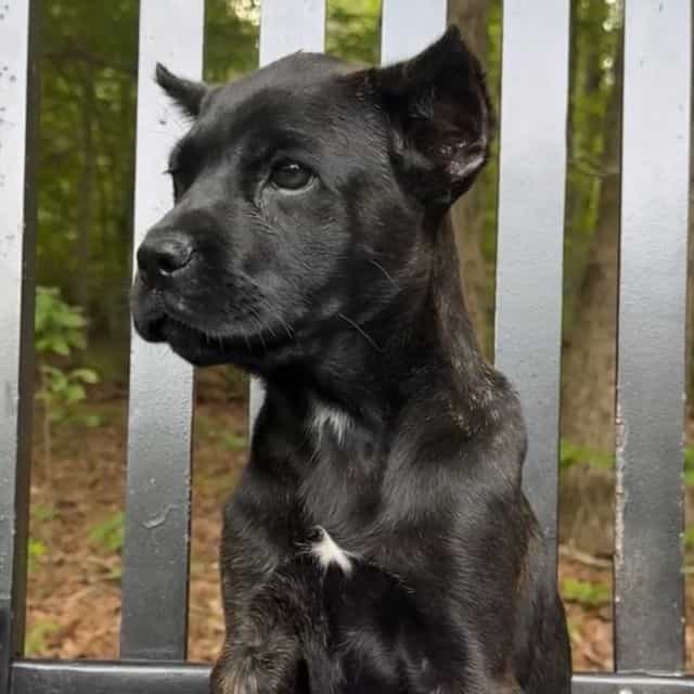 Gale Weathers - Cane Corso Female