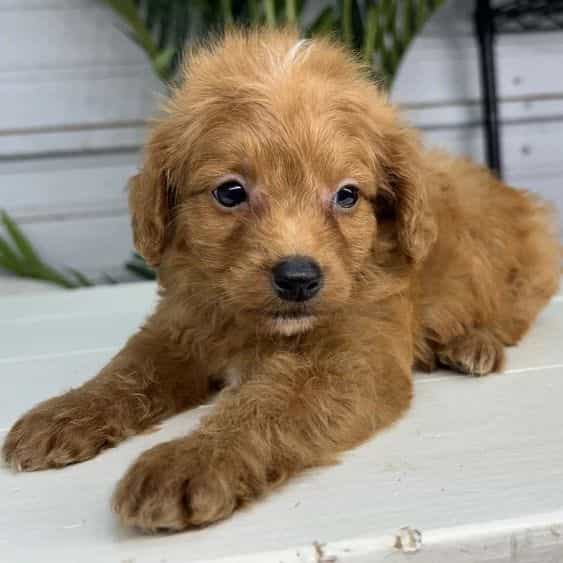 Nathan - Goldendoodle Male