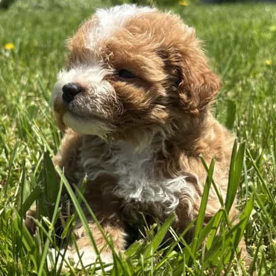 Keith - Goldendoodle Male