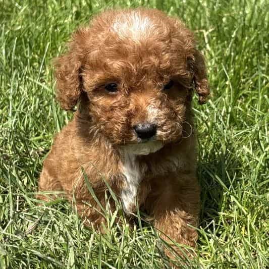 Peyton - Goldendoodle Female