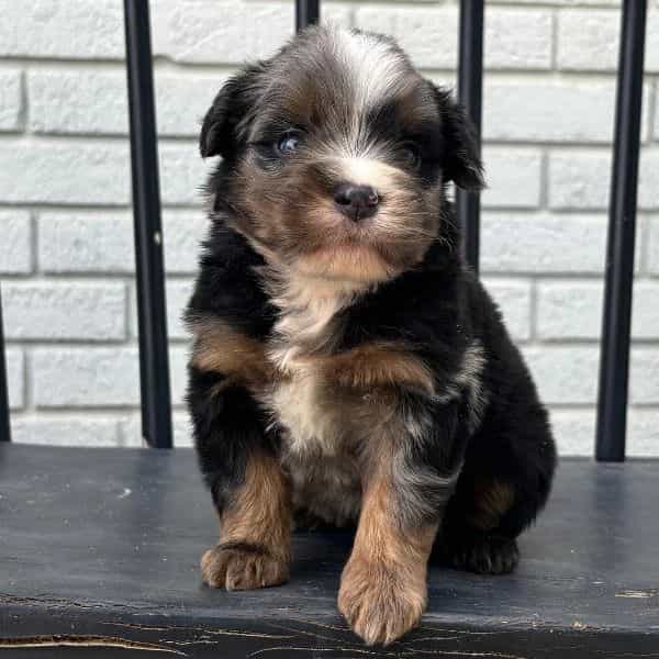 Owen - Bernedoodle Male