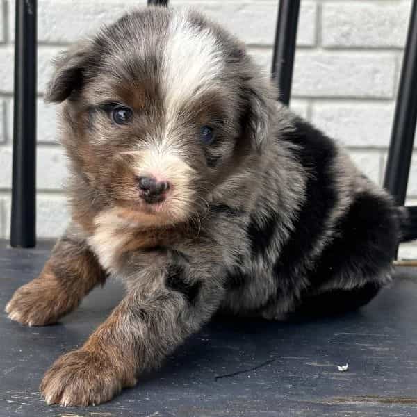 Bailey - Bernedoodle Female
