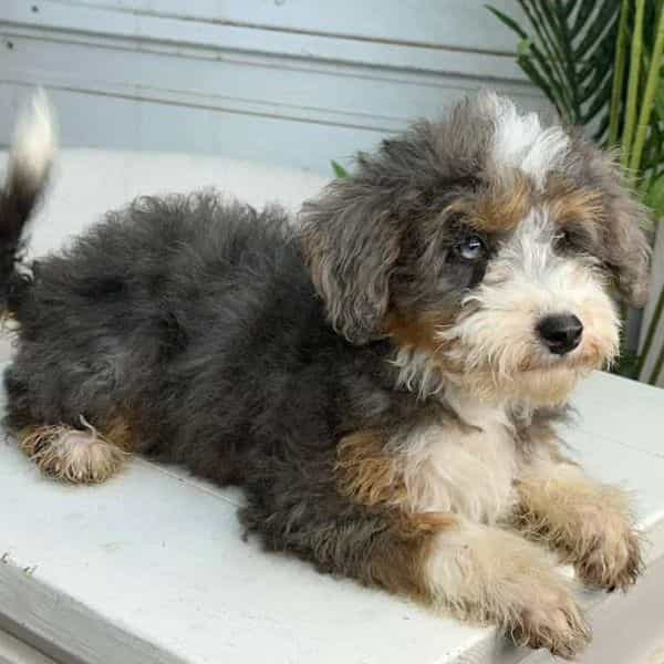 Dante - Bernedoodle Male