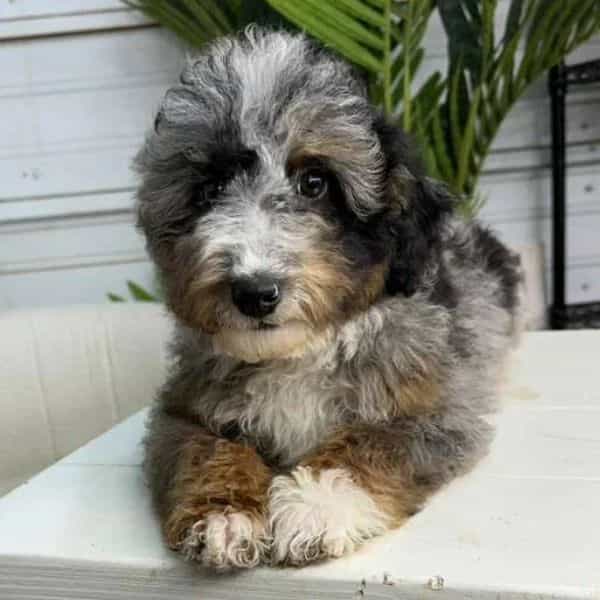 Jasper - Bernedoodle Male
