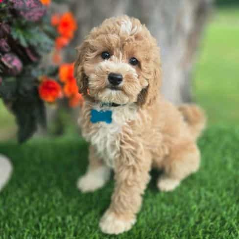 Light Blue Coll - Goldendoodle Male