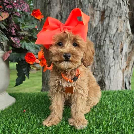 Orange Bow (Gir - Goldendoodle Female