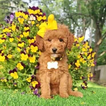 Yellow Bow - Goldendoodle Female