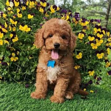 Blue Male - Goldendoodle Male